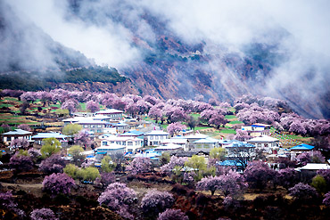 370-林芝_banner