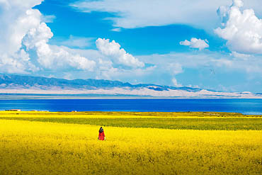 摄图网_500531289_banner_青海湖油菜花（企业商用）
