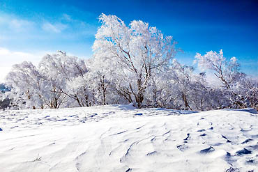 摄图网_501551848_banner_黑龙江雪乡小树林（企业商用）