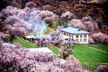 摄图网_500331161_banner_林芝桃花（企业商用）