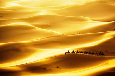 2023-摄图网_503626502_穿越撒哈拉沙漠丘的骆驼大篷车ErgChebbi（企业商用）