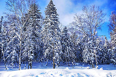 2023-摄图网_501551850_banner_黑龙江雪乡森林（企业商用）
