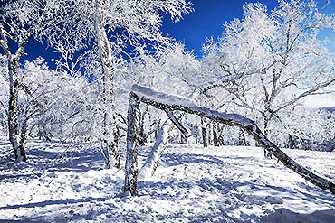 2023-摄图网_501551847_banner_黑龙江雪乡树林（企业商用）