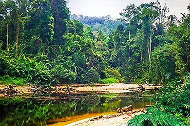 2024-摄图网_303556484_热带雨林Tamnegr公园马来西亚(企业商用)