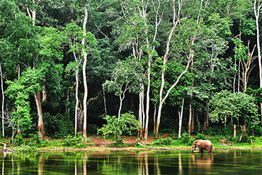 2024-摄图网_320571843_在靠近树木的池塘中大象     刚果地点(企业商用)