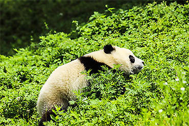 摄图网_501653886_中国国宝大熊猫(企业商用)
